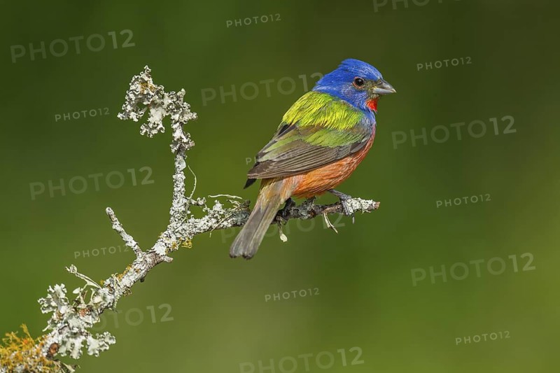 Painted Bunting (Passerina ciris) male perched on a branch, Texas, USA