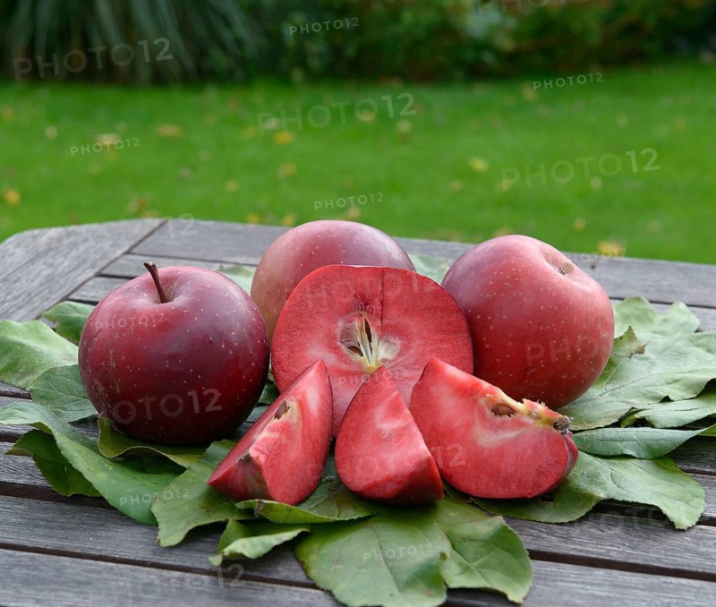 Apple (Malus domestica 'Baya Marisa'),  Germany