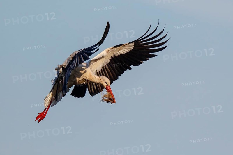 White Stork (Ciconia ciconia) flying with nesting material, North Rhine-Westphalia, Germany