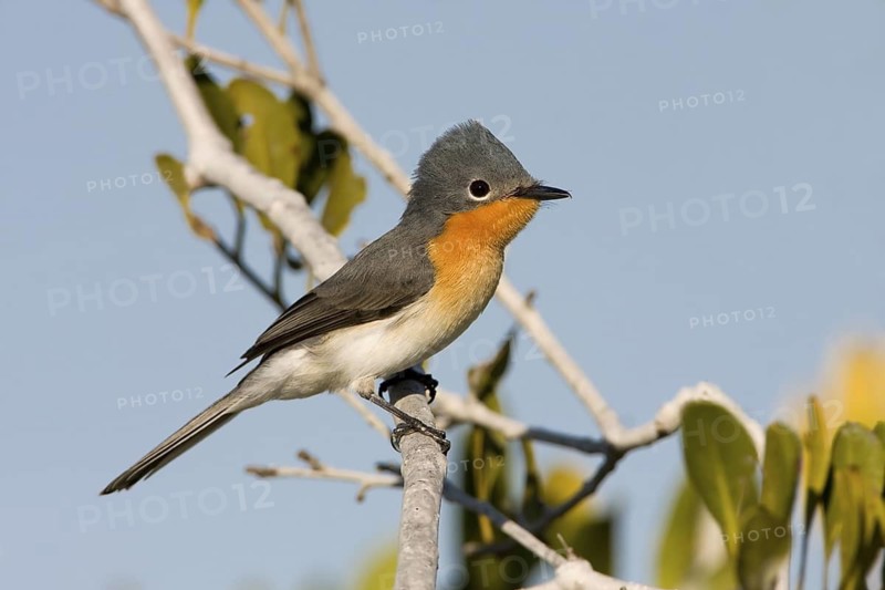 Broad-billed Flycatcher (Myiagra ruficollis), Western Australia, Australia