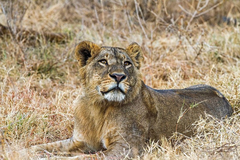 Lioness (Panthera leo), South Africa