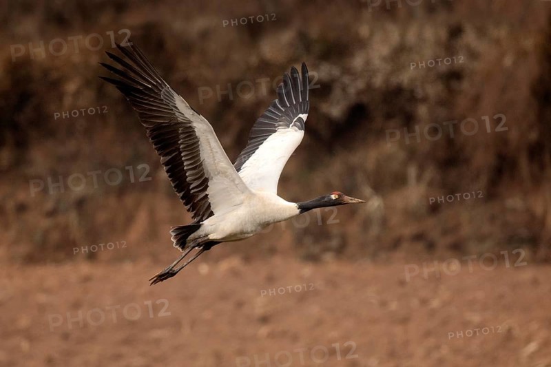 Black-necked Crane (Grus nigricollis) flying, Yunnan, China