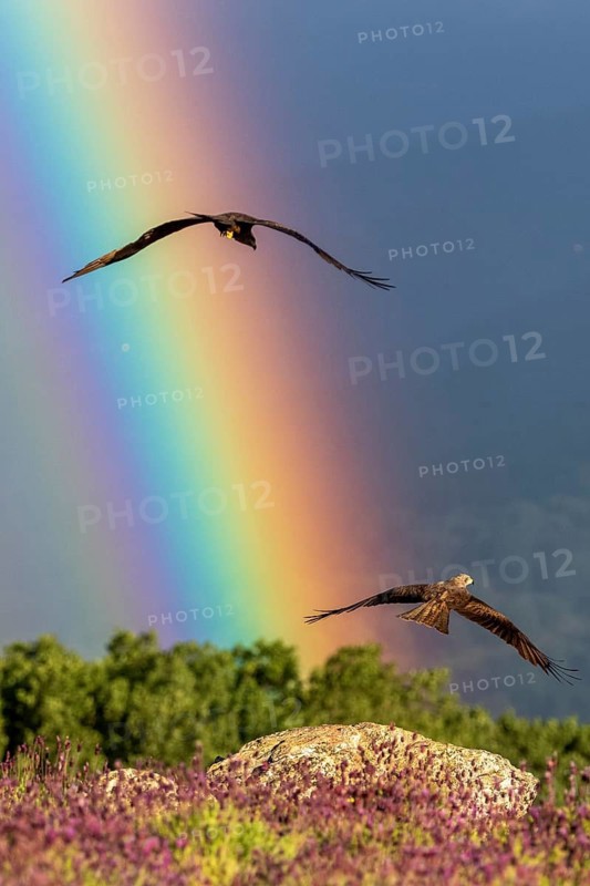 Black Kite (Milvus migrans) flying, Madrid, Spain
