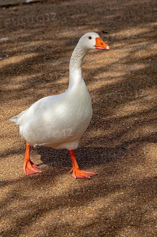 House Goose, recreation ground, Stratford-upon-Avon, Warwickshire, England, Great Britain