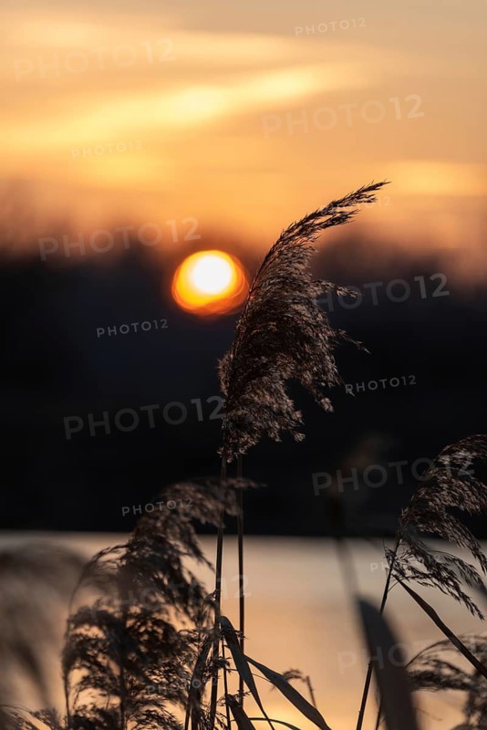 Sunset behind reeds at the lake, warm orange light and silver silhouettes, Germany