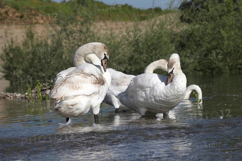 Mute swan (Cygnus olor) Feather care in the shallow water of a gravel pit, Allgäu, Bavaria, Germany, Allgäu, Bavaria, Germany
