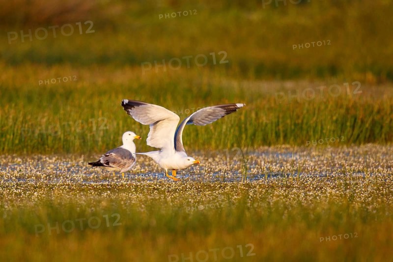 Yellow-legged Gull (Larus michahellis) flying, Greece