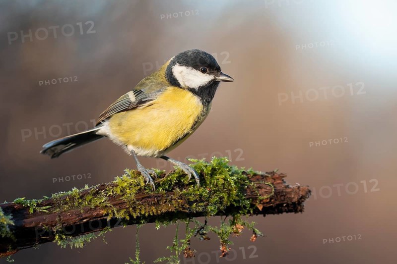 Great Tit (Parus major), Lower Saxony, Germany