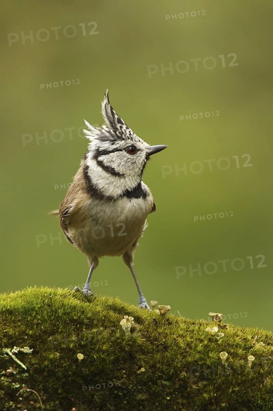 European Crested Tit (Lophophanes cristatus), Utrecht, Netherlands