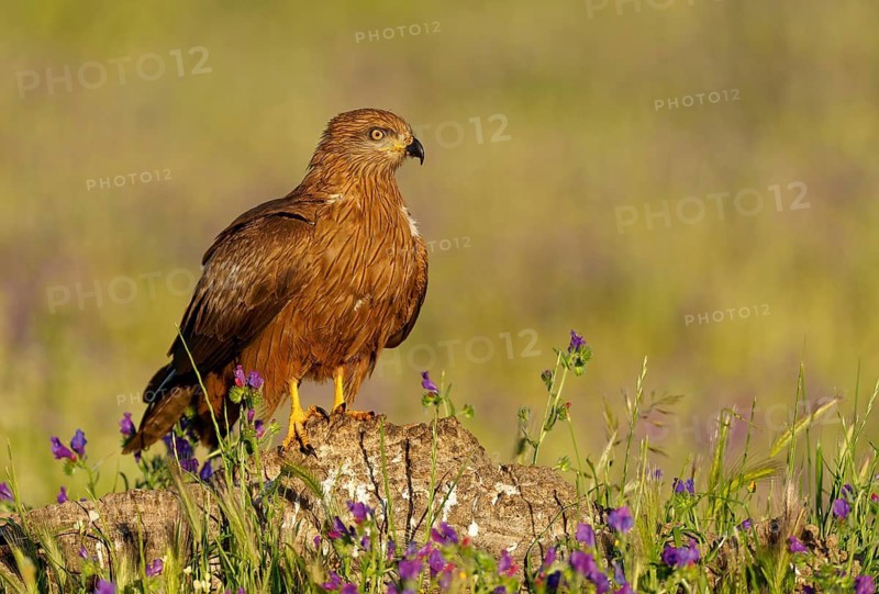 Young black kite (Milvus migrans) in a flower meadow, Castilla-La Mancha, Spain