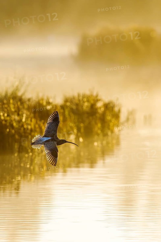 Eurasian Curlew, Numenius arquata, birds in flight over marshes at sunrise
