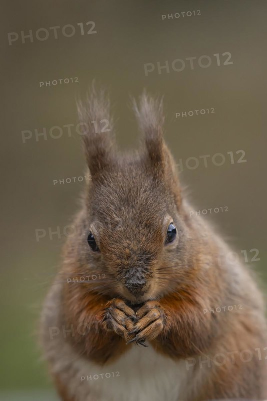 Red squirrel (Sciurus vulgaris) adult animal feeding on a nut, Yorkshire, England, United Kingdom