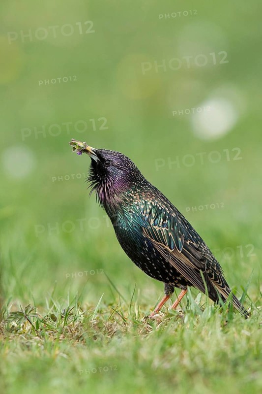 Common Starling (Sturnus vulgaris) male with food gift in beak for female, Bavaria, Germany