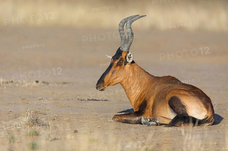 Red hartebeest, southern hartebeest, red hartebeest, (Alcelaphus caama), antelope, animals, mammals, resting, Mountain Zebra National Park, Cradock, Western Cape, South Africa