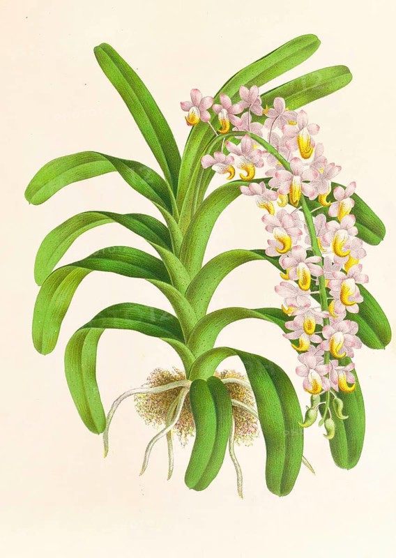 Orchid, Aerides Reichenbach, authentic reproduction of an illustration by Jean Jules Linden (1817 - 1898), Luxembourgish-Belgian botanist, one of the fathers of orchid research, Historical