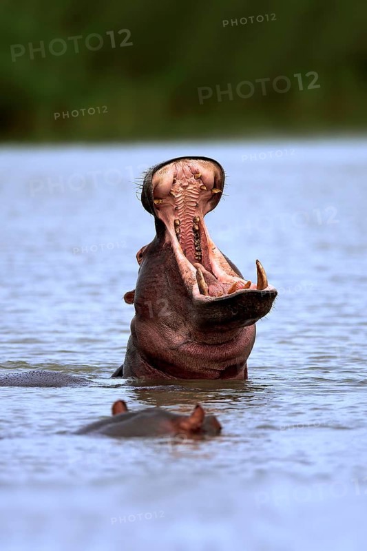 Hippopotamus (Hippopatamus amphibius), adult, in water, threatening, yawning, portrait, Saint Lucia Estuary, Isimangaliso Wetland Park, Kwazulu Natal, South Africa