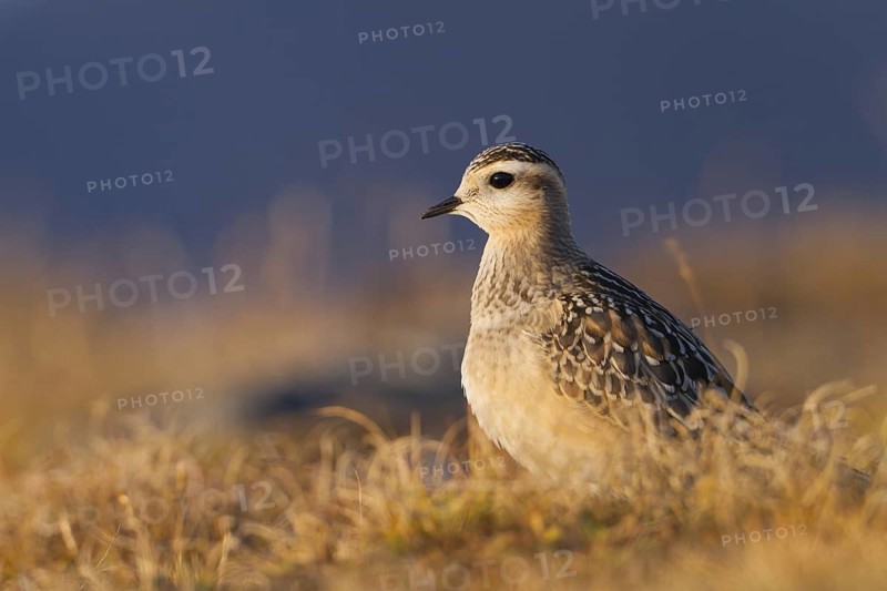 Eurasian Dotterel (Charadrius morinellus), Grisons, Switzerland