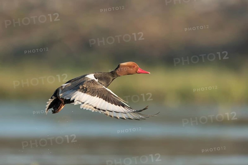 Red-crested Pochard (Netta rufina) male flying, West Bengal, India