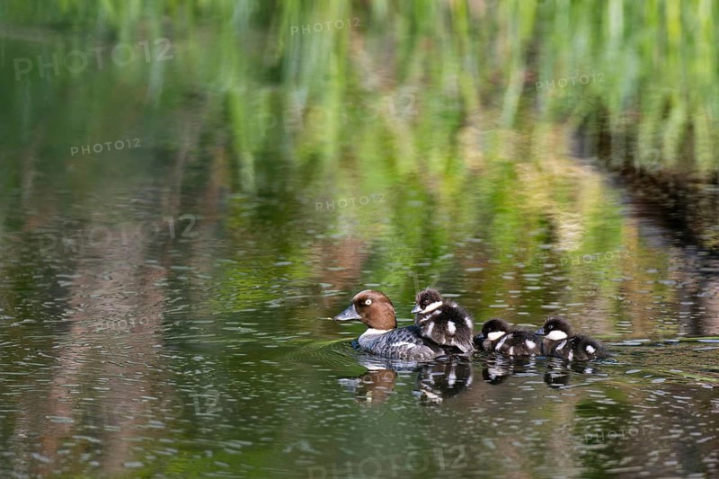 Common goldeneye (Bucephala clangula), female with three chicks swimming on a river, Sanginjoki Nature Reserve, Northern Ostrobothnia, Finland