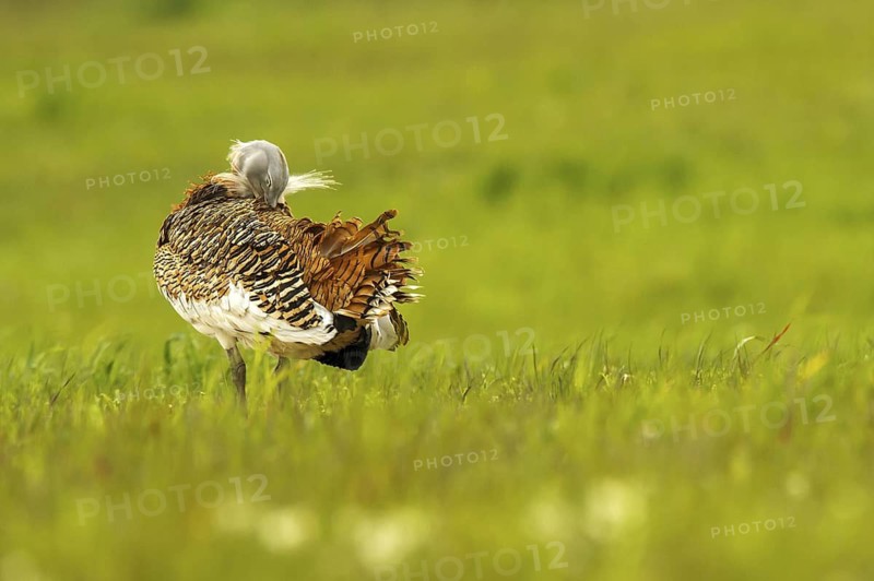 Great Bustard (Otis tarda) male, Castile-La Mancha, Spain