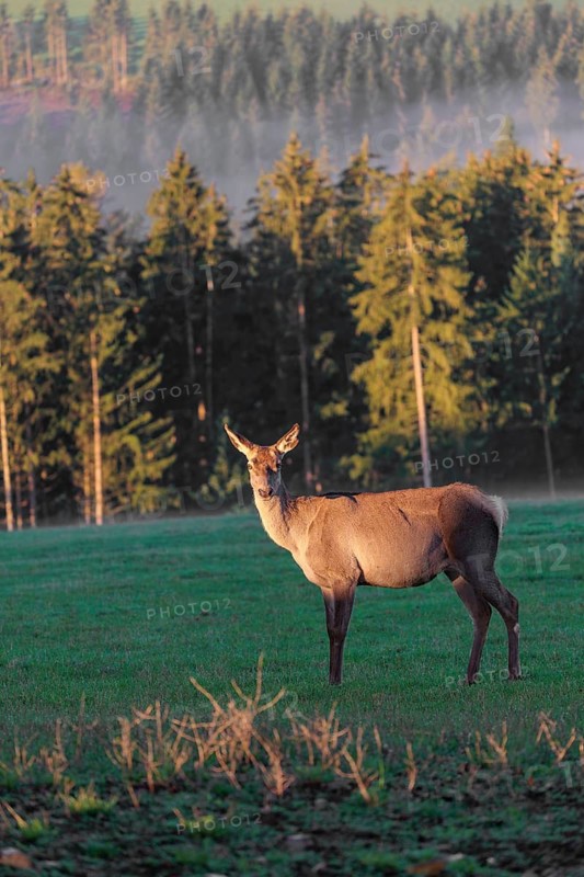 An Altai maral hind Altai wapiti or Altai elk (Cervus canadensis sibiricus) stands partially lit by the first light of the day in a meadow