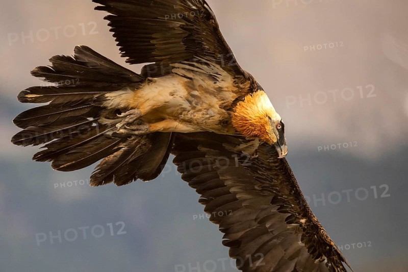 Bearded Vulture (Gypaetus barbatus), flying, Aragon, Spain