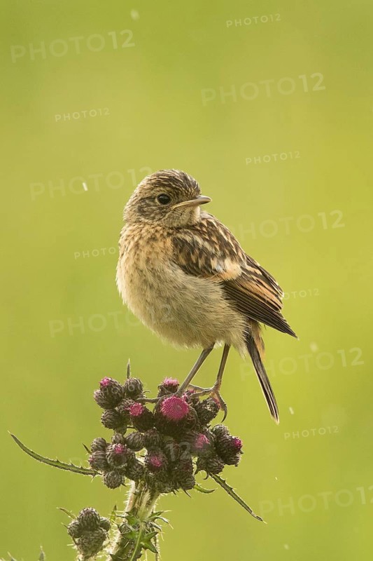 European Stonechat (Saxicola rubicola) juvenile, Bavaria, Germany