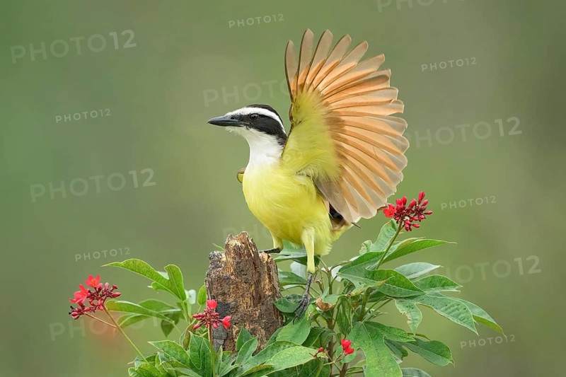 Great Kiskadee (Pitangus sulphuratus) perched on a branch, Texas, USA