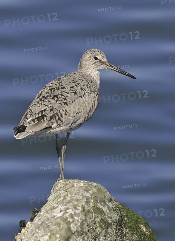 Willet (Tringa semipalmata), California, USA