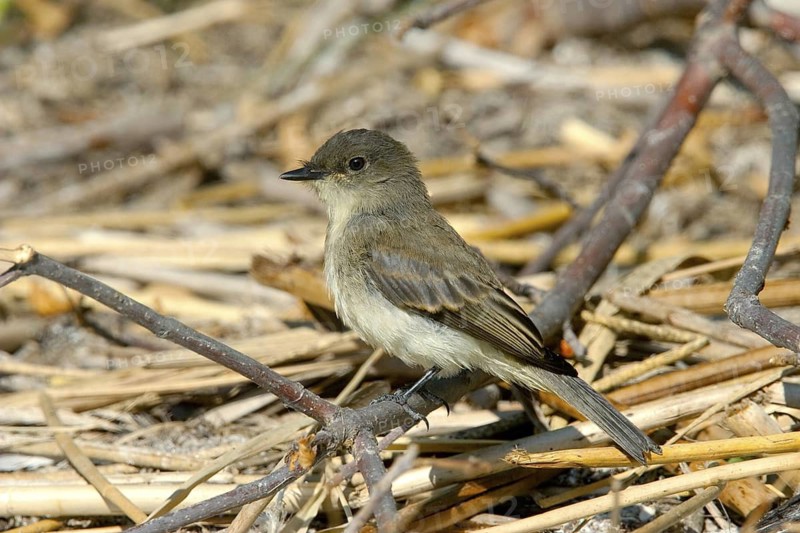 Eastern Phoebe Sayornis phoebe St. Ambroise Provincial Park, Manitoba, Canada 22 August Immature Tyrannidae