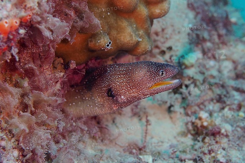 Yellow-mouthed moray eel (Gymnothorax nudivomer)