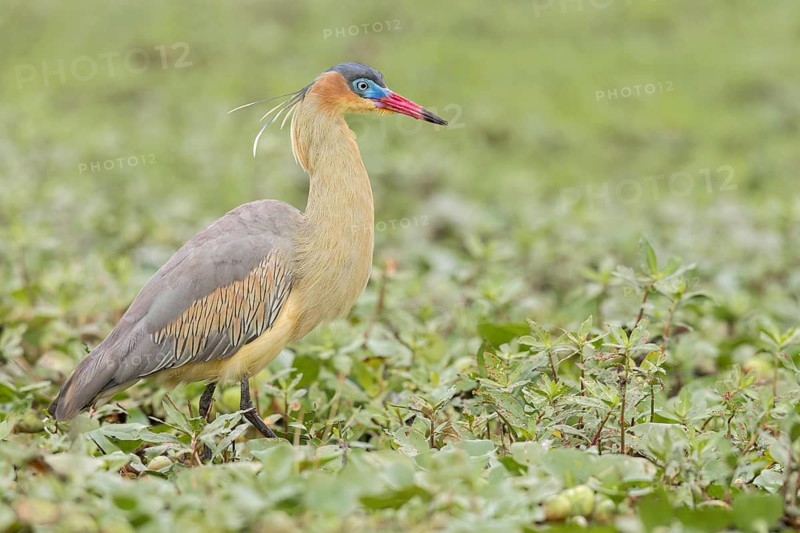 Whistling Heron (Syrigma sibilatrix) feeding in a marsh in the Pantanal of Brazil