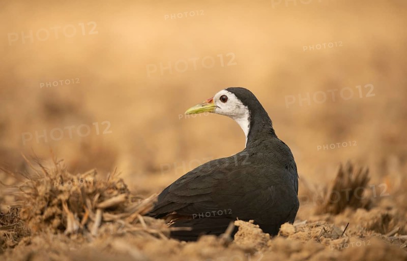 A white-breasted waterhen (Amaurornis phoenicurus), Sreepeur, Gazipur