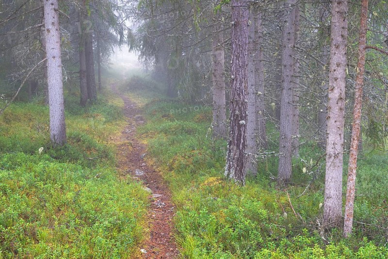 Path in foggy spruce forest, Alvdal, Hedmark, Innlandet, Norway, November 2025