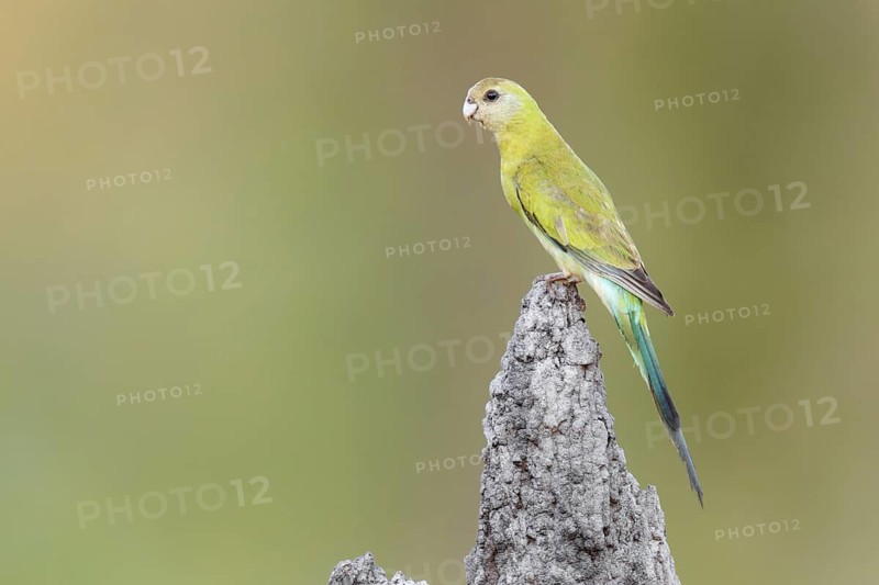 Golden-shouldered Parrot (Psephotellus chrysopterygius) female, Queensland, Australia