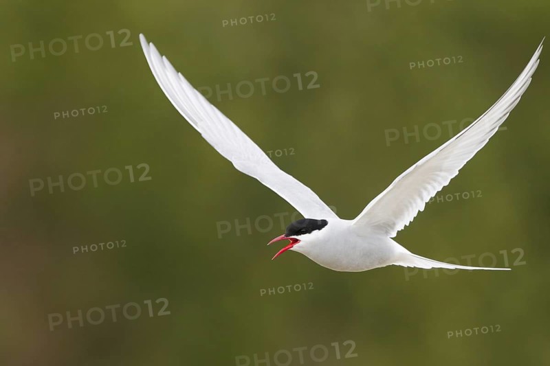 Arctic Tern (Sterna paradisaea) calling in flight, Iceland