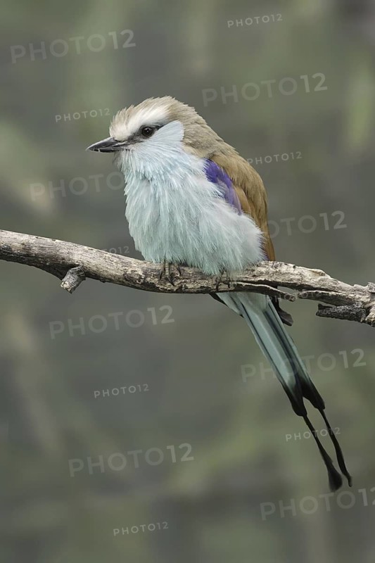 Racket-tailed Roller (Coracias spatulatus), California, USA