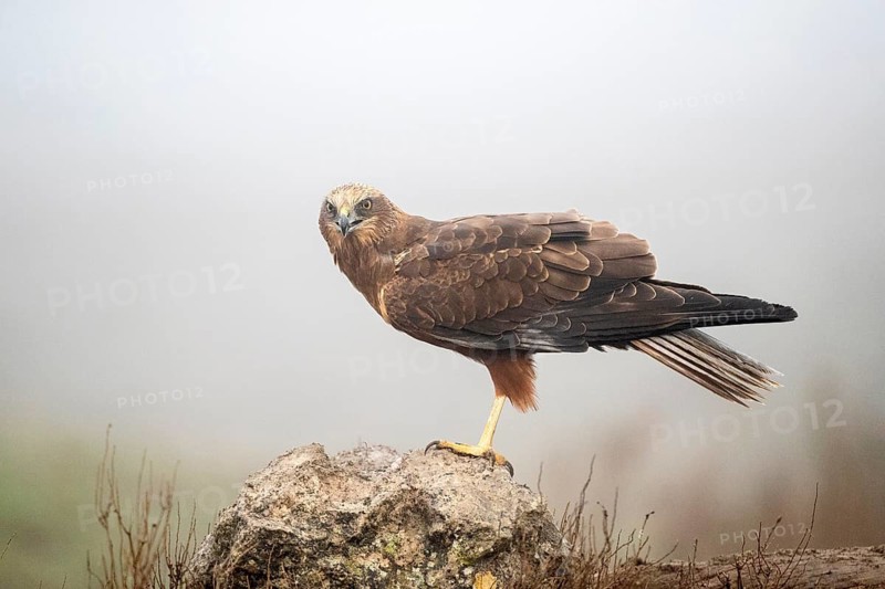 Western Marsh Harrier (Circus aeruginosus) female, Castile-La Mancha, Spain