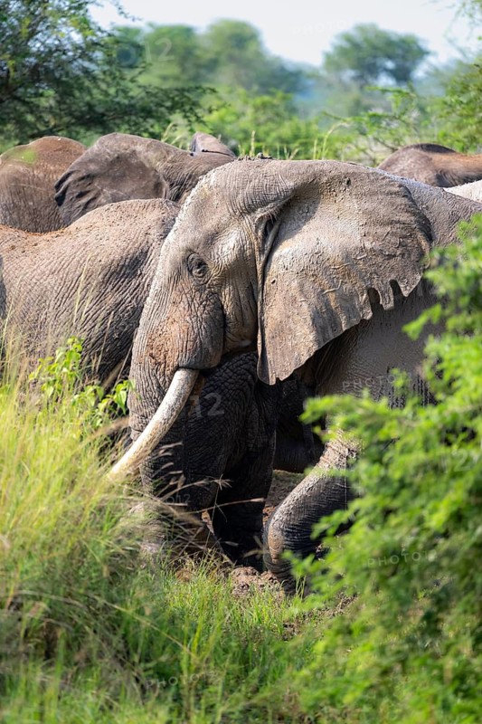 African elephant (Loxodonta africana), group in tall grass, Murchison Falls National Park, Uganda
