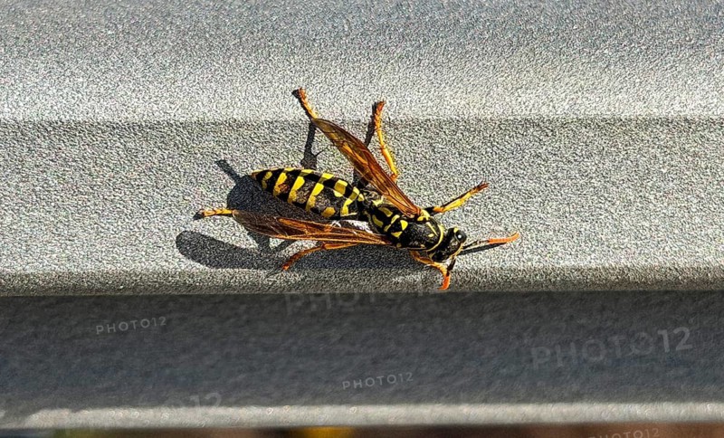 House field wasp, Polistes dominula, insect, wrinkle wasp family, also known as paper wasp, on a railing