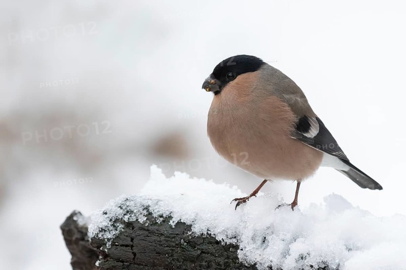 Eurasian Bullfinch (Pyrrhula pyrrhula) female perched on snow, Lower Saxony, Germany