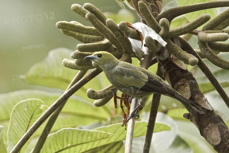 Palm Tanager (Thraupis palmarum), Costa Rica
