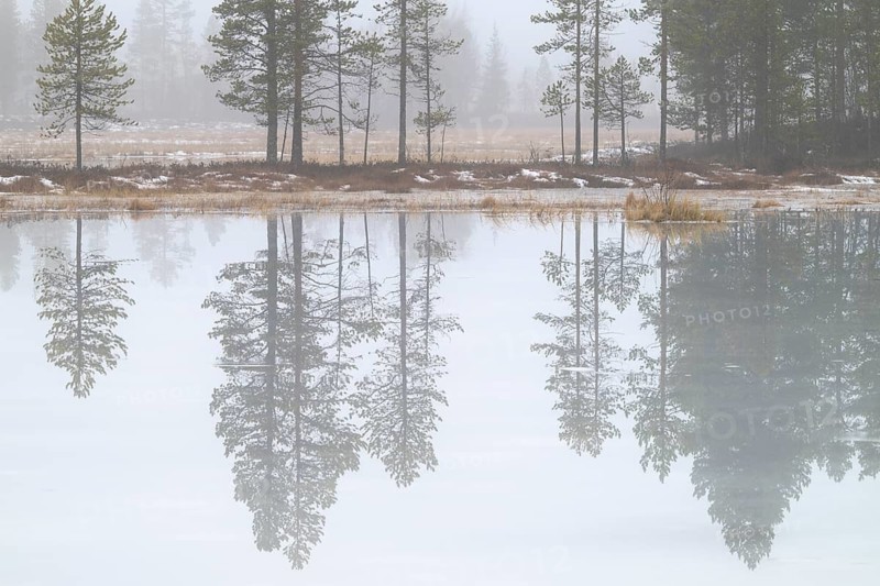 Pine trees are reflected in a swamp lake in fog, Gällivare, Norrbotten, Lapland, Sweden, October 2024