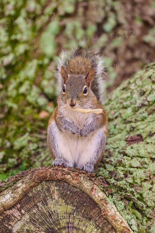 American grey squirrel (Sciurus carolinensis), sitting on a moss-covered tree trunk in the forest, Pembroke Pines, Florida, USA