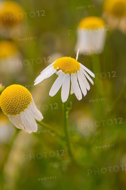 Chamomile flowers in close-up detail in natural light