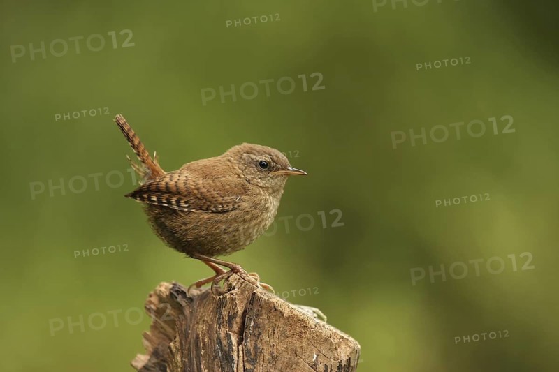 Eurasian Wren (Troglodytes troglodytes), Lower Saxony, Germany