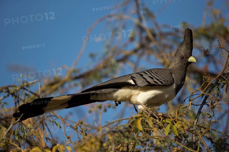White-bellied Go-away-bird (Corythaixoides leucogaster) female perched on a branch, Oromia, Ethiopia