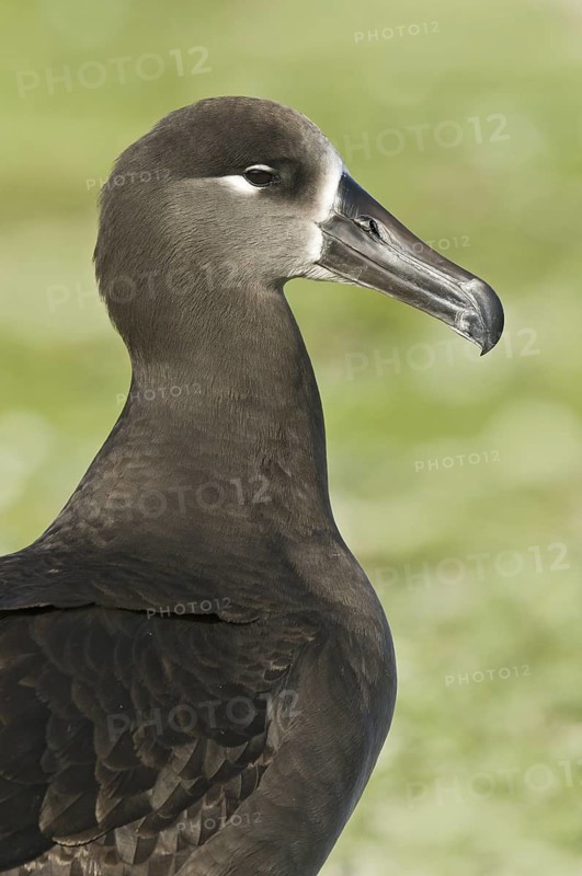 Black-footed Albatross (Phoebastria nigripes), Hawaii, USA