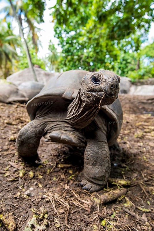 Giant Aldabra Seychelles tortoise (Aldabrachelys gigantea), Union Estate Park, La Digue, Republic of Seychelles, Indian Ocean