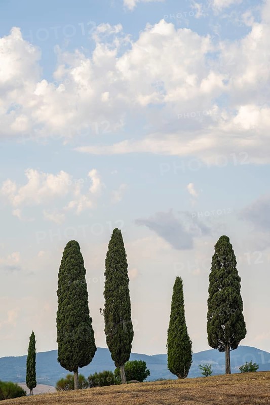 Tuscany landscape with cypresses and farmstead at sunrise, dawn, 'Podere Cipressini', San Quirico d'Orcia, Val d'Orcia, Tuscany, Italy